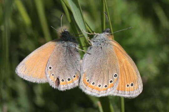 Image of Coenonympha leander obscura Rühl 1894