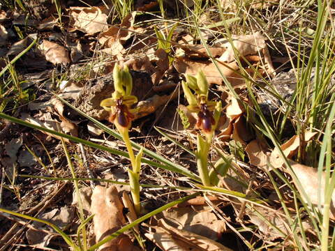 Image of Ophrys speculum subsp. lusitanica O. Danesch & E. Danesch