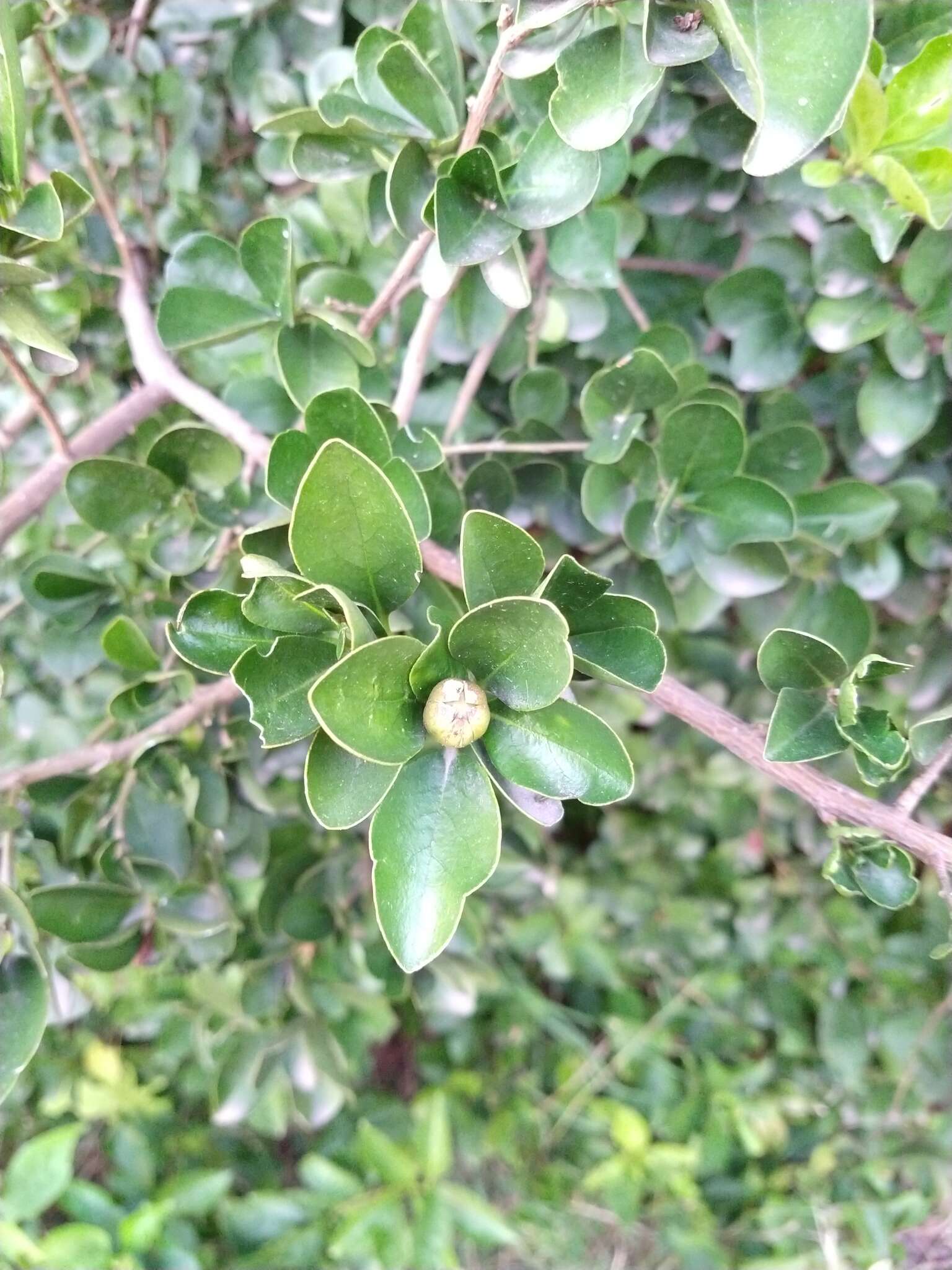 Brunfelsia australis Benth. resmi