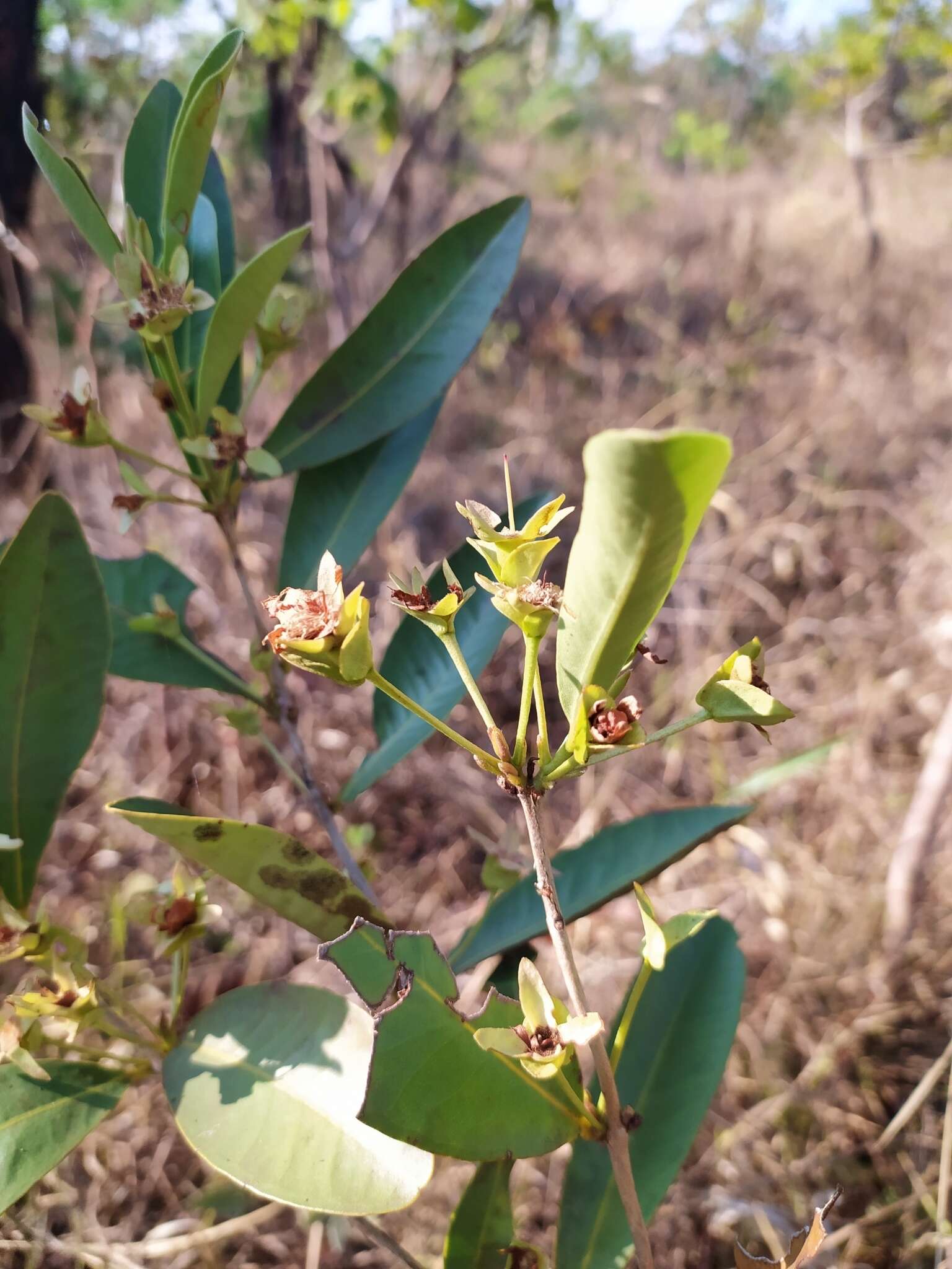 Image de Eugenia involucrata DC.