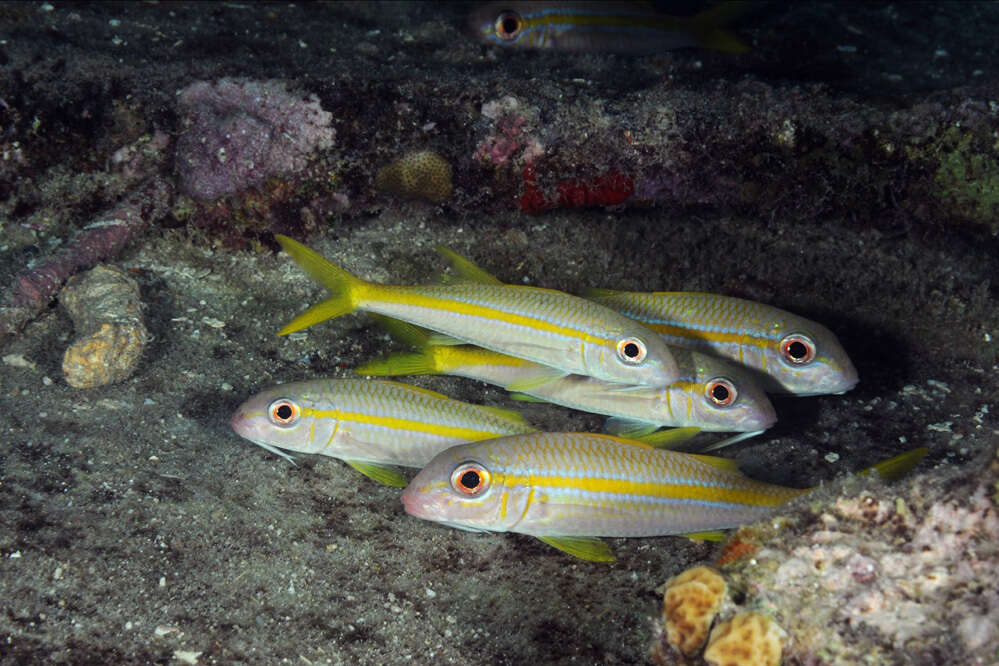 Image of Goatfish