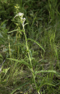 Sivun Achillea alpina subsp. multiflora (Hook.) D. F. Murray & Elven kuva