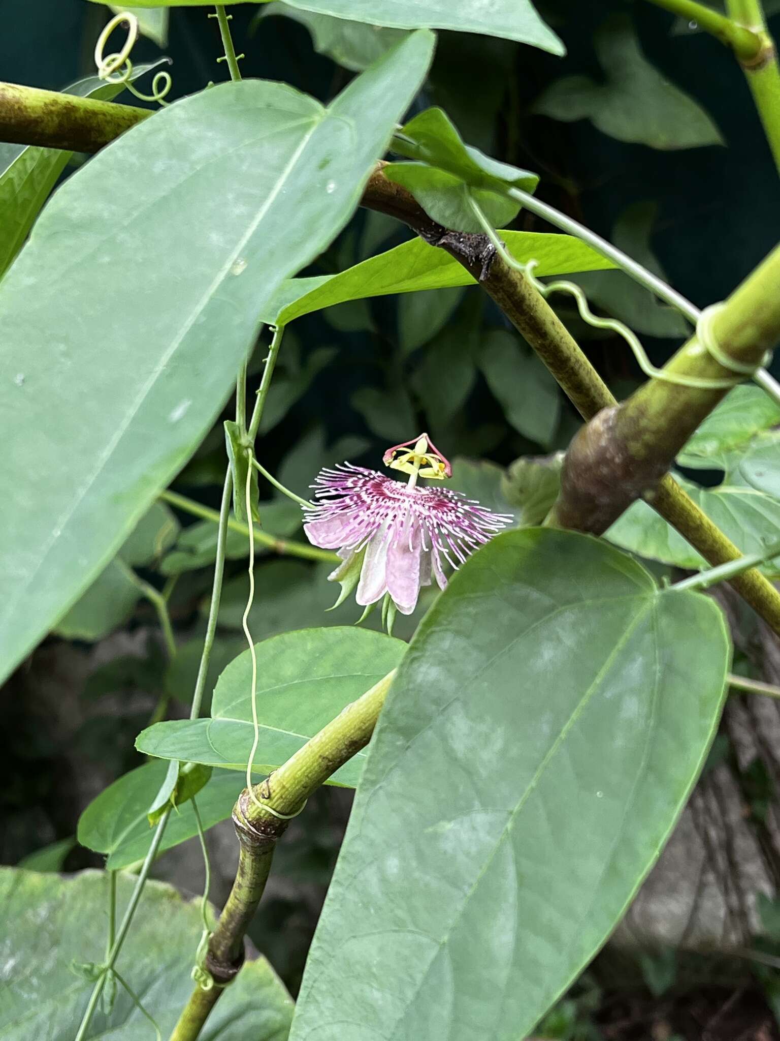 Слика од Passiflora oerstedii Mast.