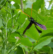 صورة Thyreodon atricolor (Olivier 1811)