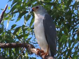 Image of Grey Goshawk