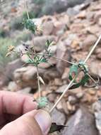 Image de Brickellia coulteri A. Gray