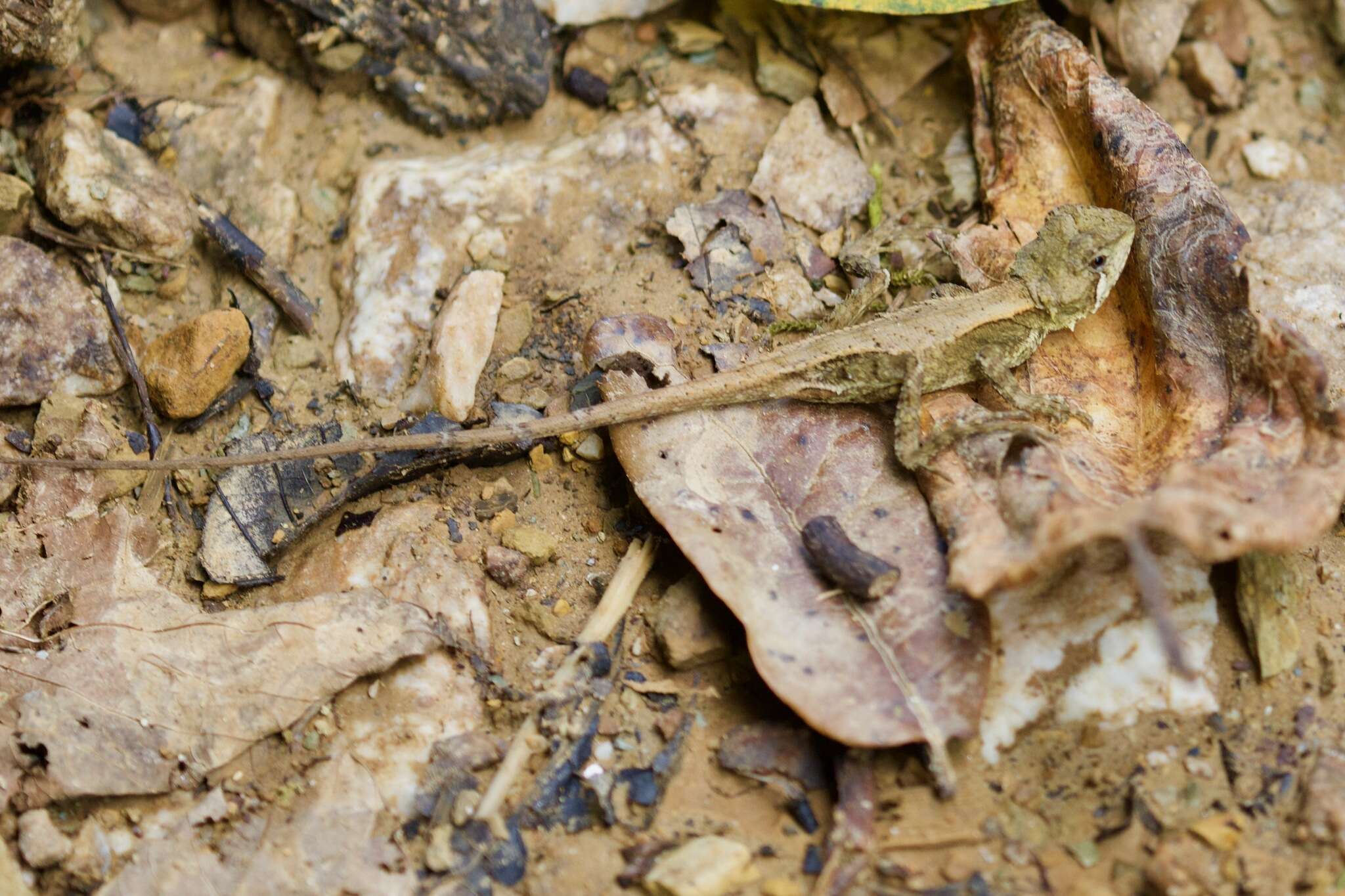 Image of Cloud-forest Japalure