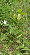 Image of Green Woodland Orchid