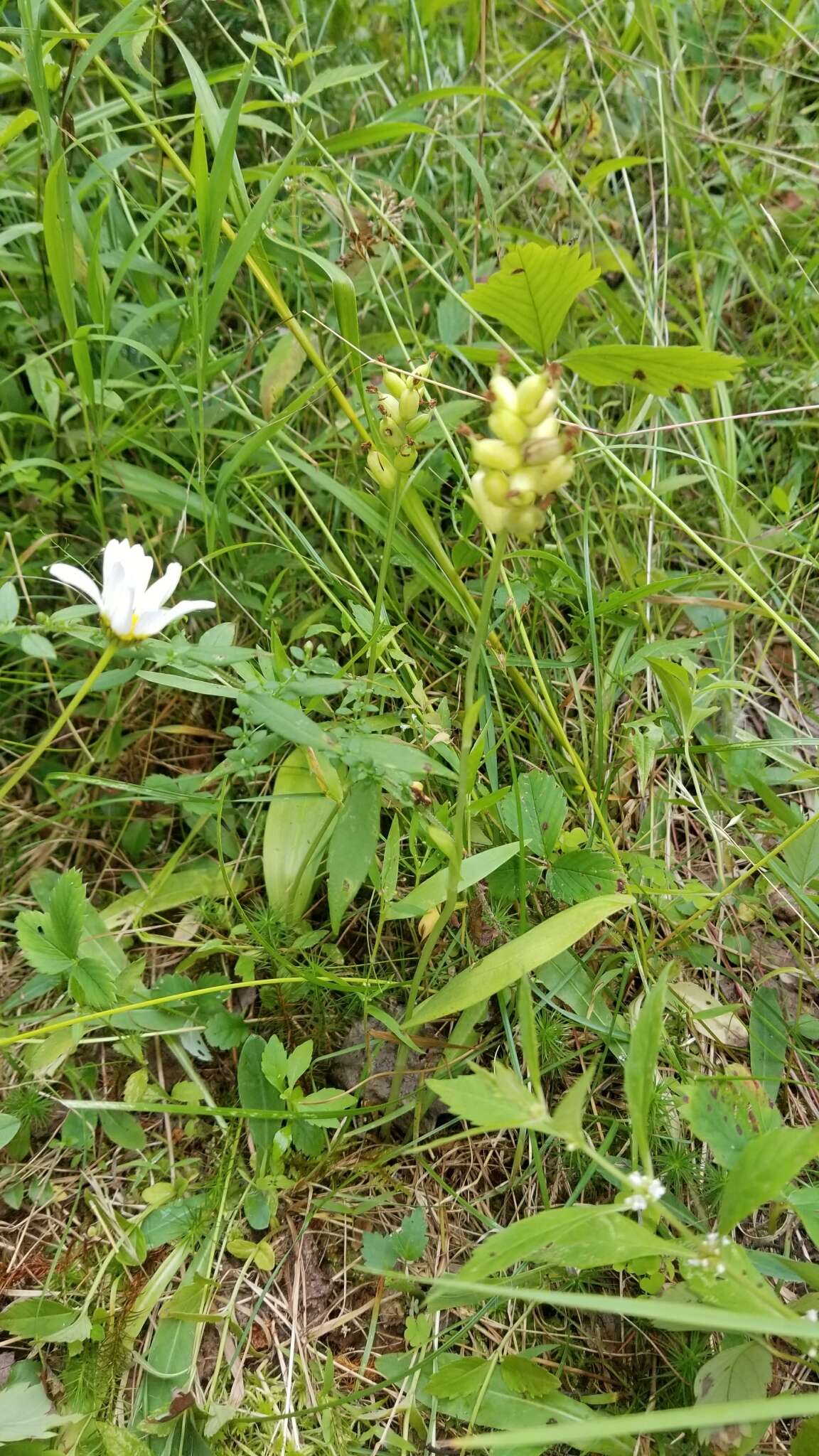 Image of Green Woodland Orchid