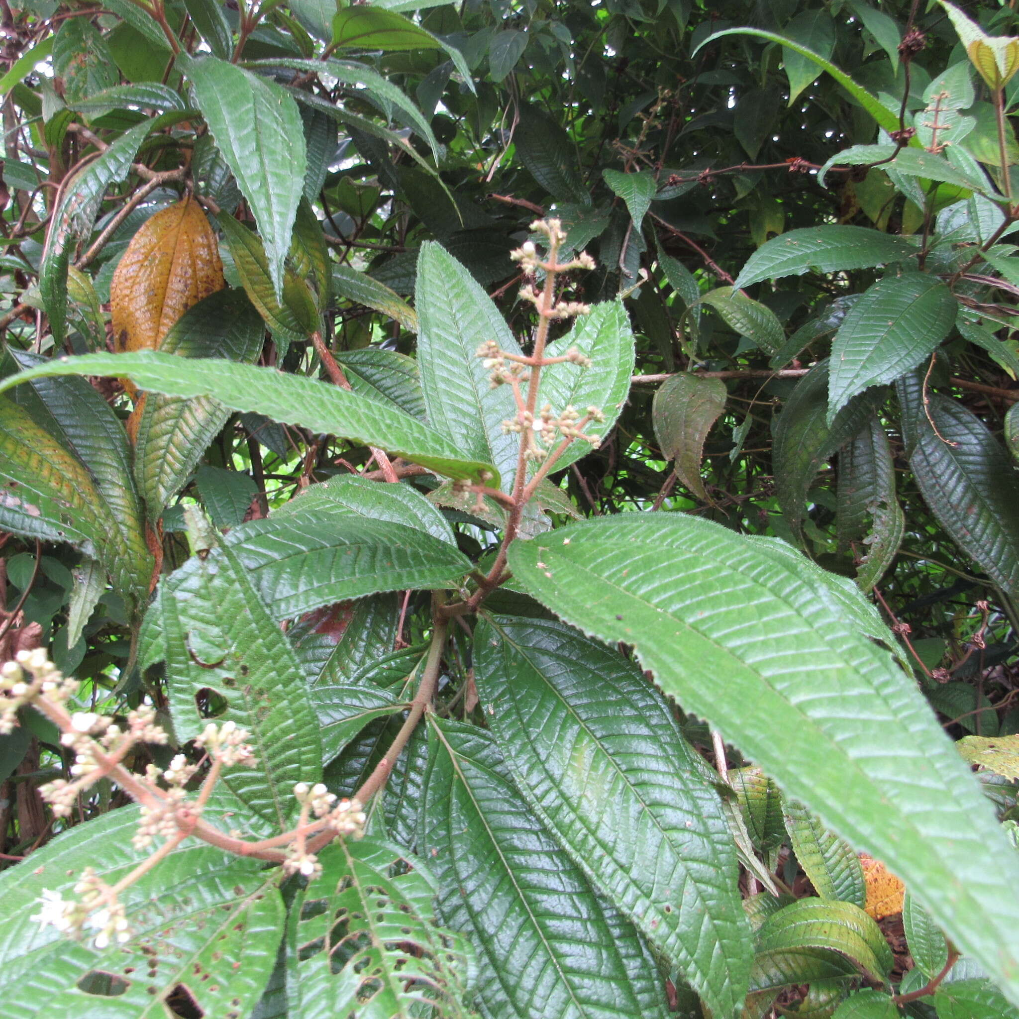 Image of Miconia ibaguensis (Bonpl.) Triana