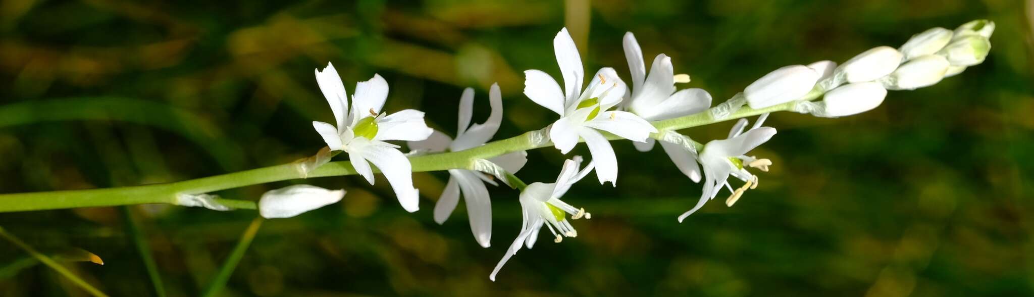 Imagem de Ornithogalum paludosum Baker