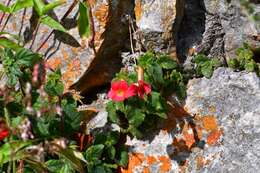 Imagem de Achimenes erecta (Lam.) H. P. Fuchs