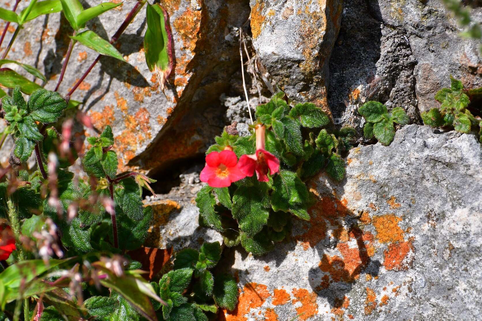 Image of Achimenes erecta (Lam.) H. P. Fuchs