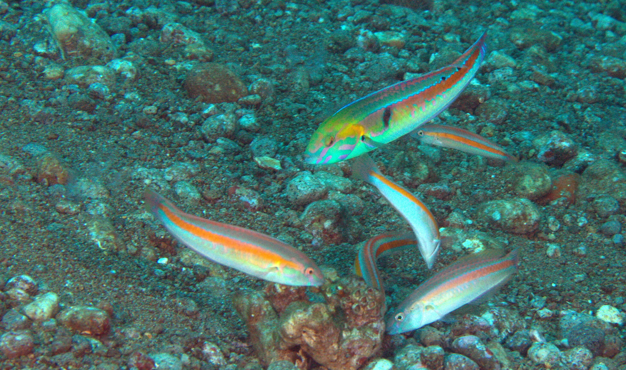 Image of Goldstripe wrasse