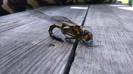 Image of eurasian baskettail