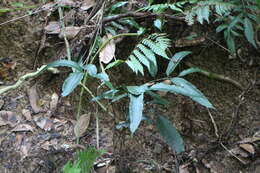 Image of Angiopteris somae (Hayata) Makino & Nemoto