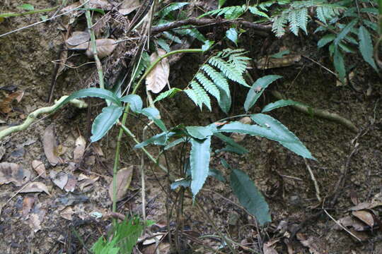 Слика од Angiopteris somae (Hayata) Makino & Nemoto