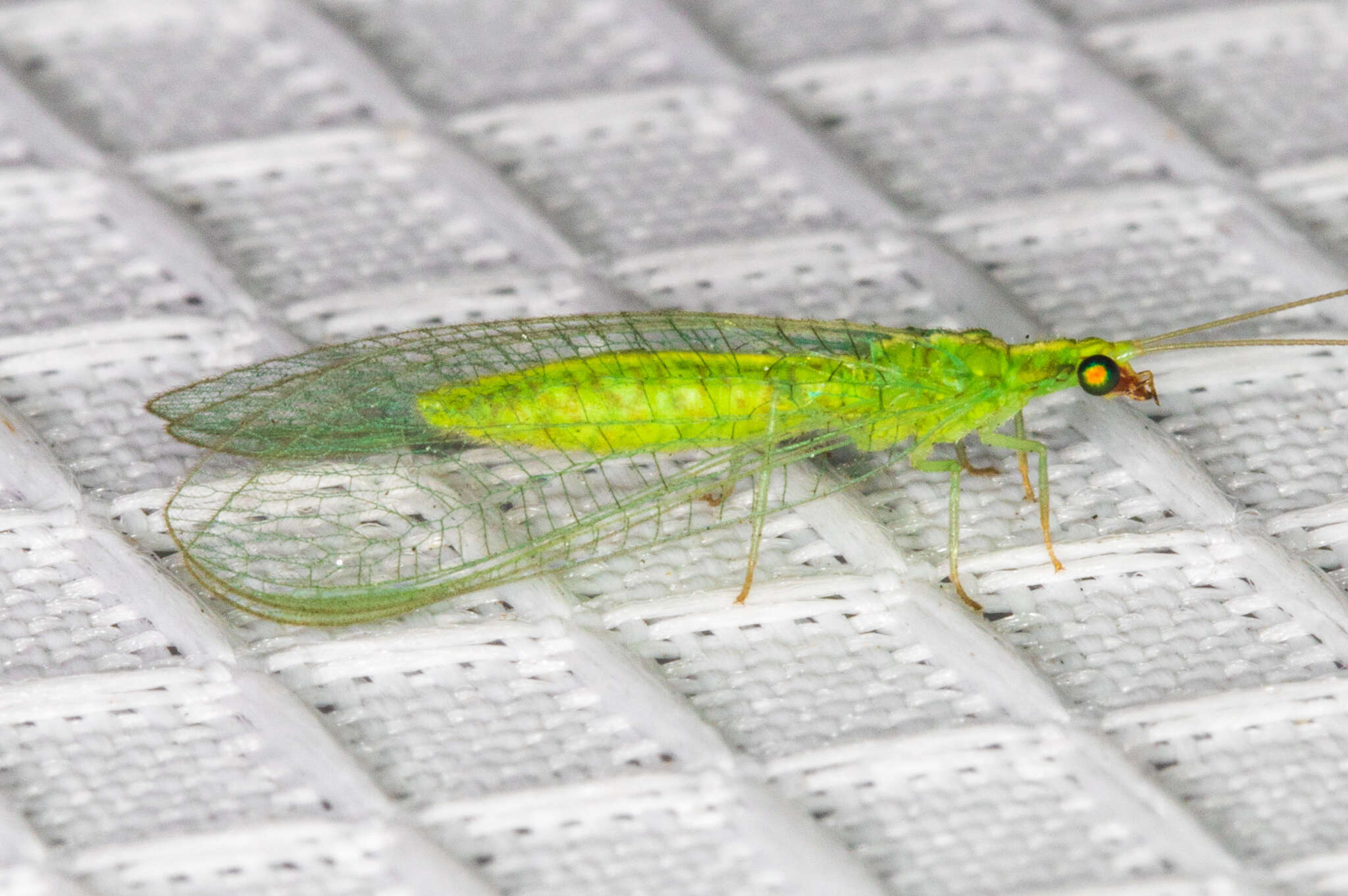 Image of Green lacewing