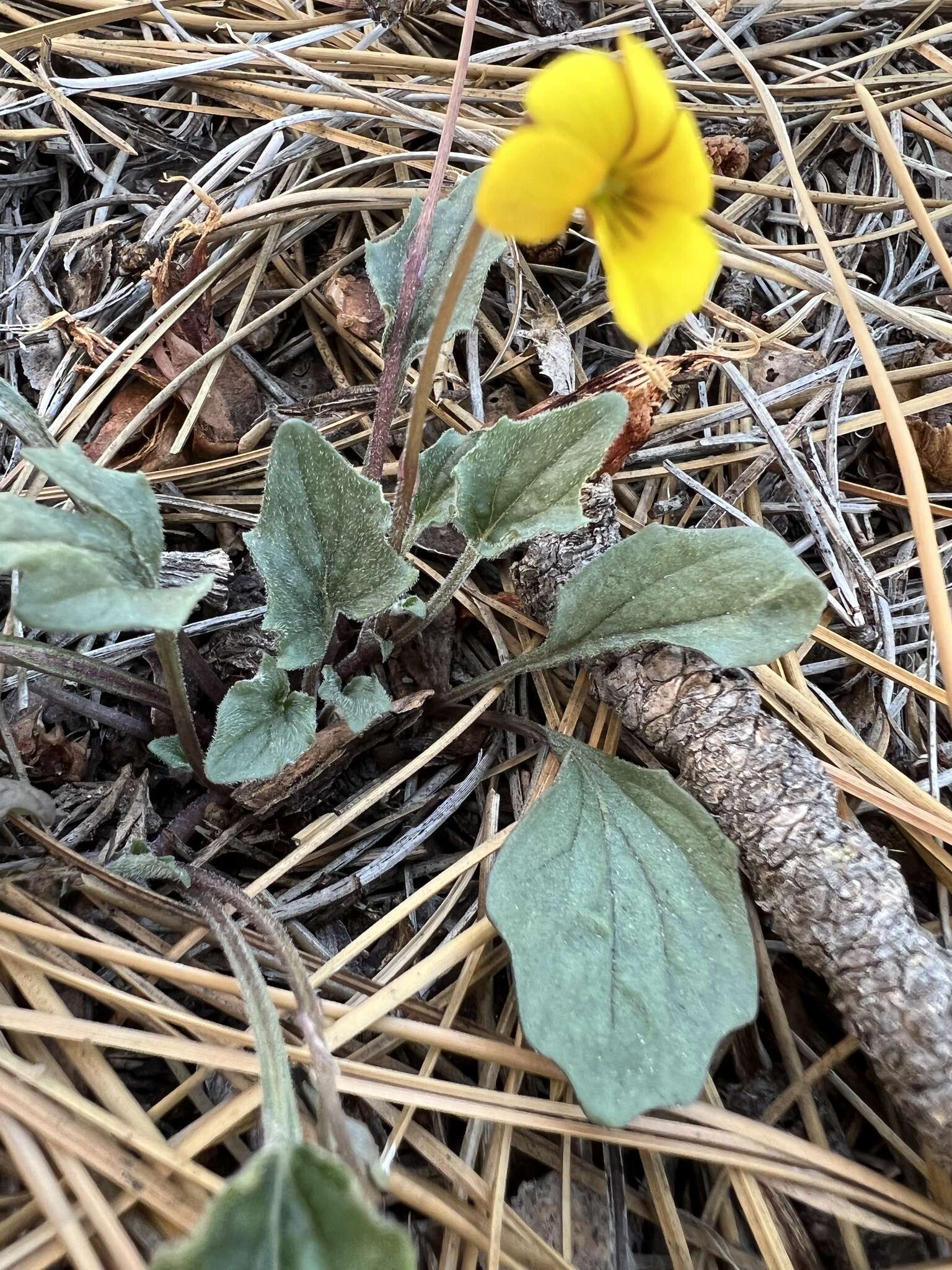 صورة Viola purpurea var. mohavensis (Baker & Clausen) J. T. Howell