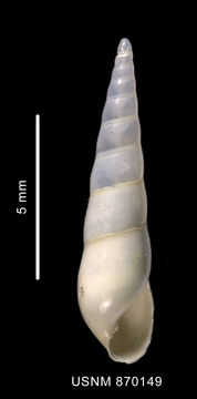 Image of <i>Balcis carforti</i> (Rochebrune & Mabille 1889)