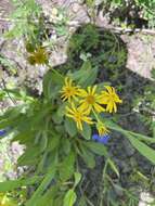 Image of Thick-Leaf Ragwort