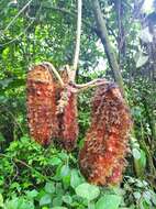 Mucuna mutisiana (Kunth) DC.的圖片