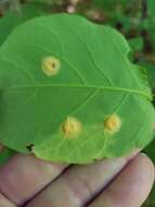 Image of Puccinia hydnoidea (Berk. & M. A. Curtis) Arthur 1904