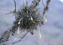 Image of Tillandsia ixioides Griseb.