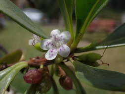 Image of Myoporum crassifolium G. Forst.