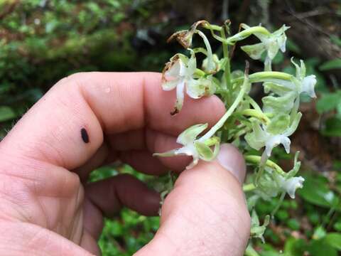 Слика од Platanthera orbiculata var. macrophylla (Goldie) Luer