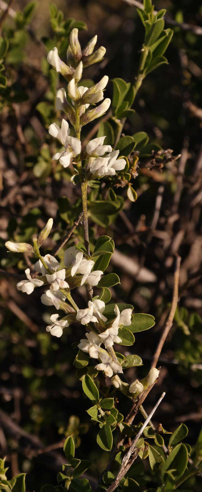 Image of Otholobium hamatum (Harv.) C. H. Stirt.