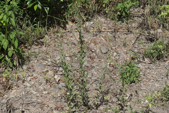 Plancia ëd Oenothera indecora Camb.