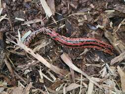 Image of Black-and-Gold Salamander