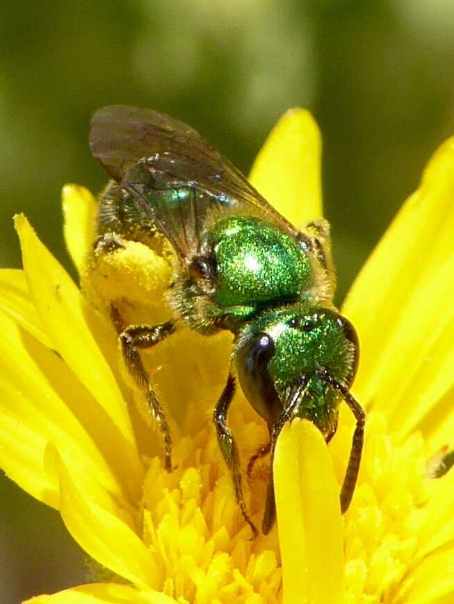 Image of Augochlorella pomoniella (Cockerell 1915)