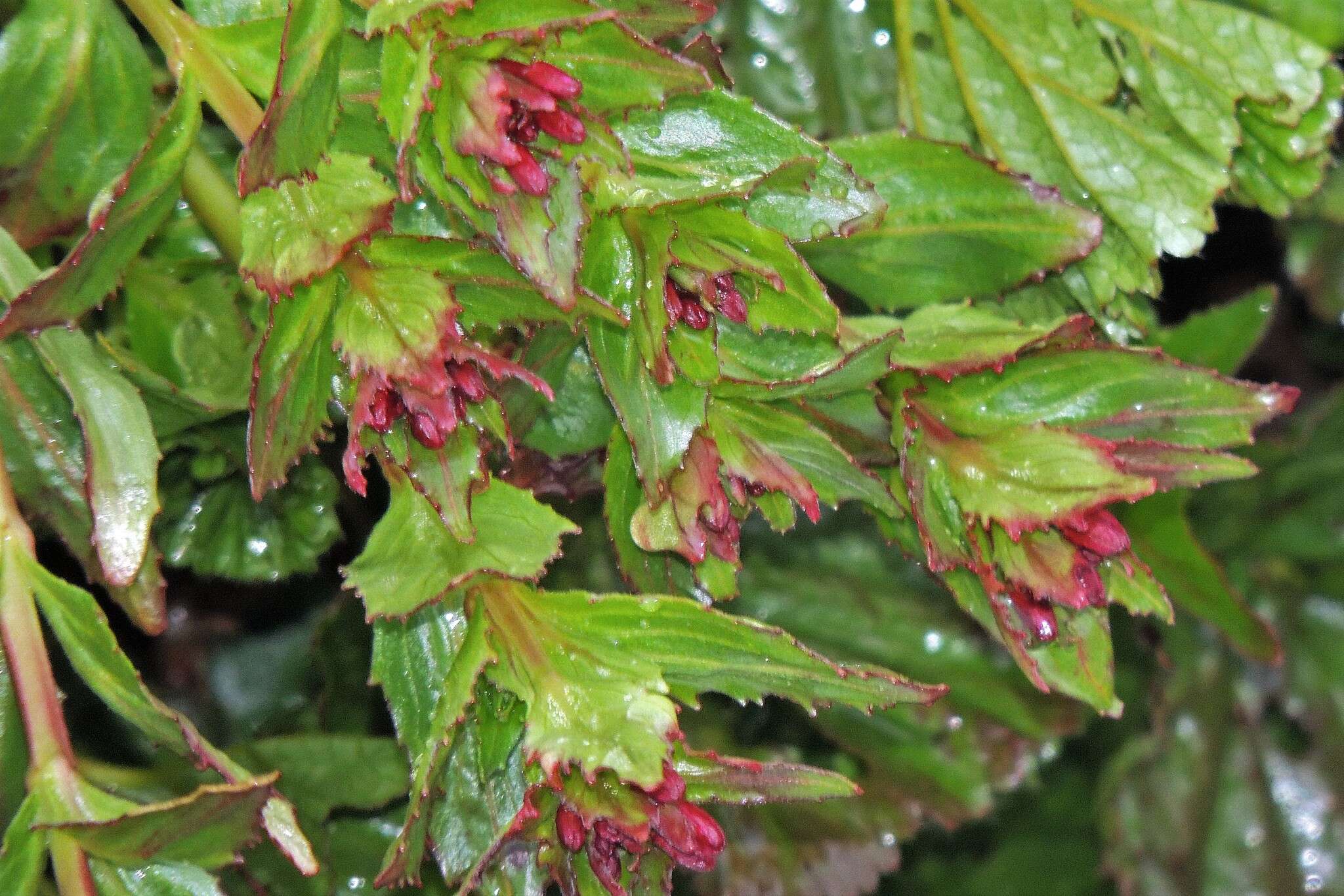 Image of Epilobium australe Poepp. & Hausskn.