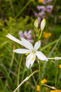 Image of St. Bernard’s lily