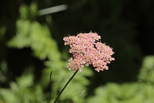 Image of Chaerophyllum rubellum Albov