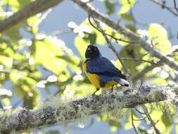 Image of Hooded Mountain Tanager