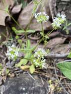 Image of Nuttall's cornsalad