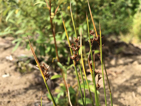 Imagem de Juncus castaneus Sm.