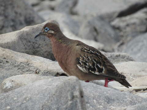 Imagem de Zenaida galapagoensis Gould 1841