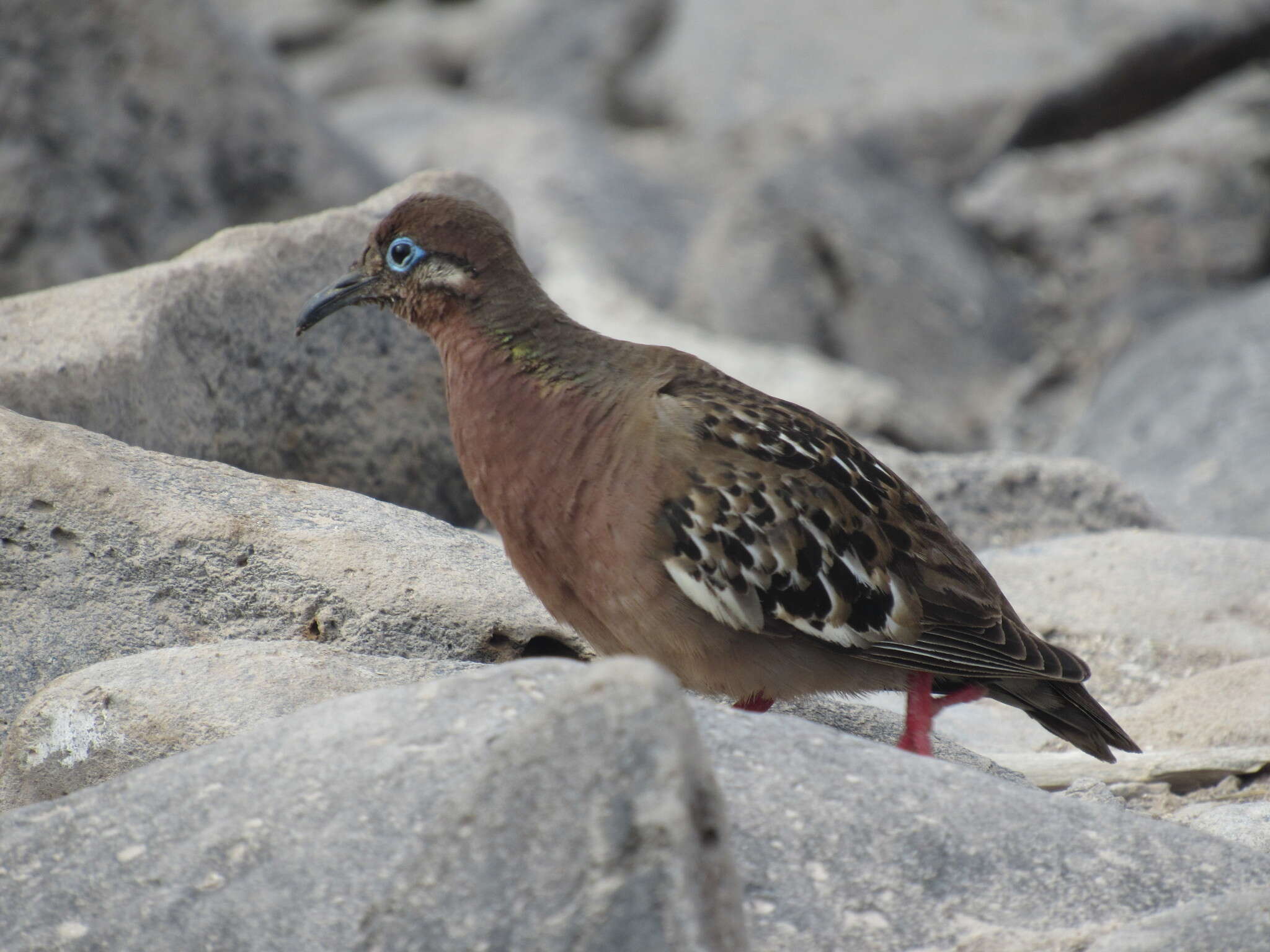 Imagem de Zenaida galapagoensis Gould 1841