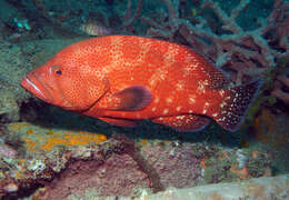 Image of Peacock rockcod