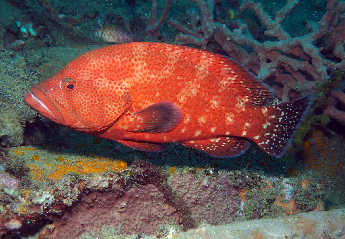 Image of Peacock rockcod