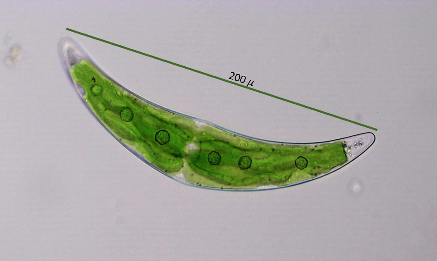 Image of Closterium leibleinii Kützing ex Ralfs 1848