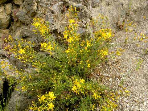 Image of Heath-leaved St. John's wort