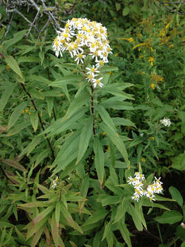 Imagem de Doellingeria umbellata (Mill.) Nees