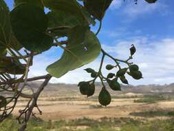 Image de Cordia myxa L.