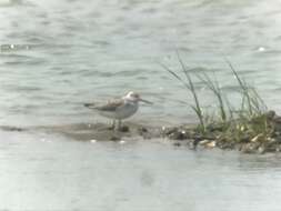 Image of Nordmann's Greenshank