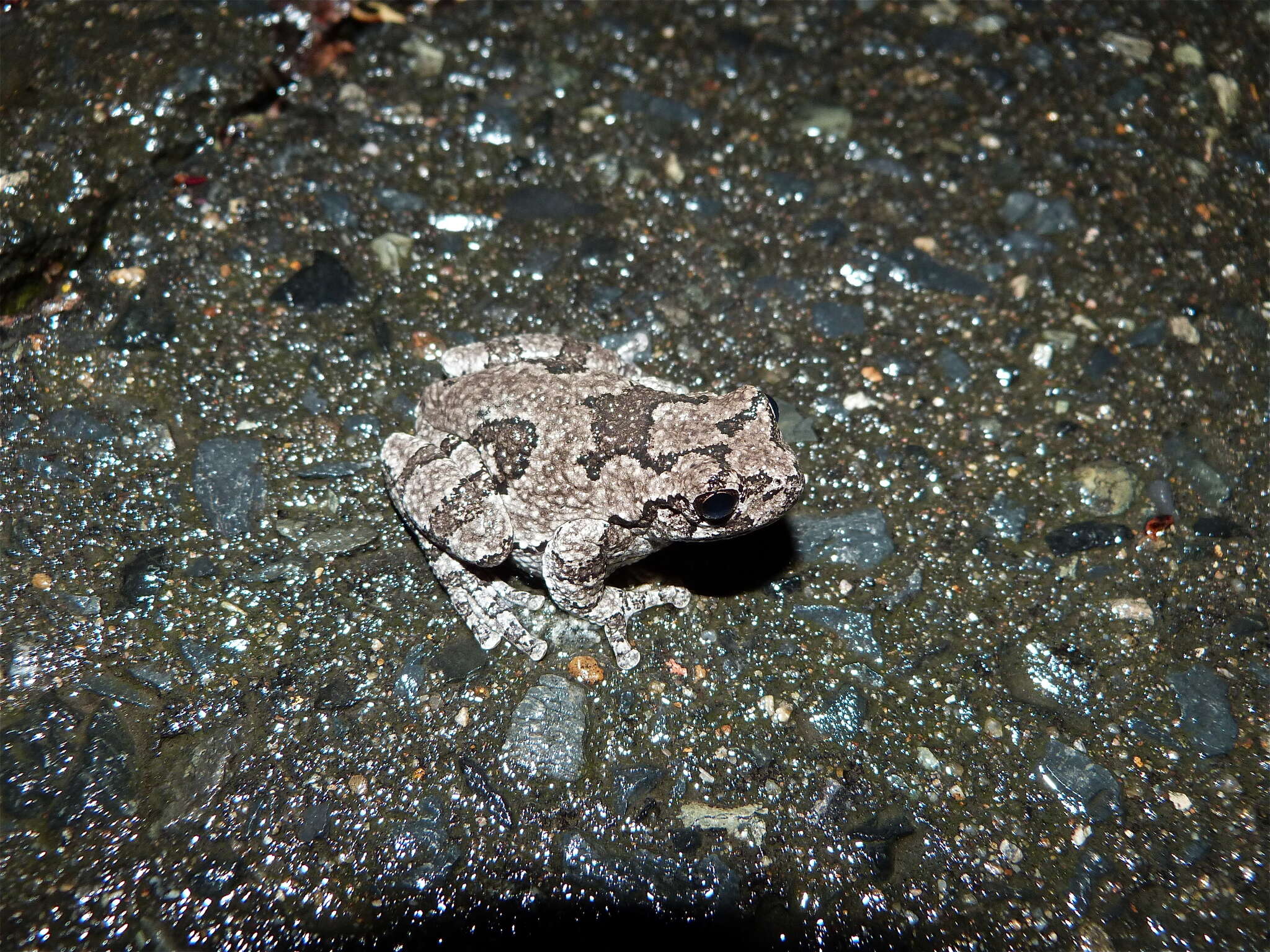 Image of Gray Treefrog